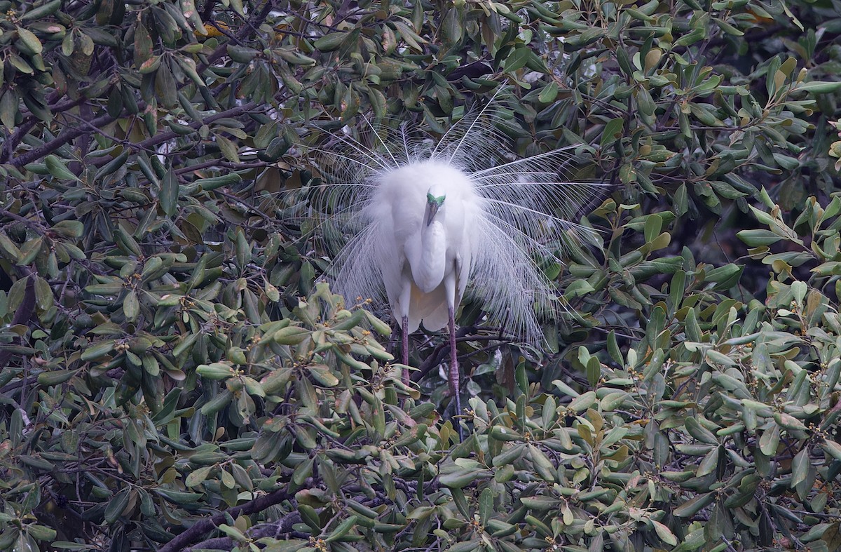 Great Egret - Robert Hutchinson / Birdtour Asia