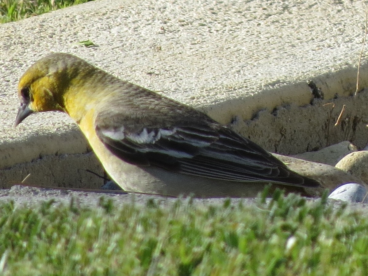 Bullock's Oriole - ML618702949