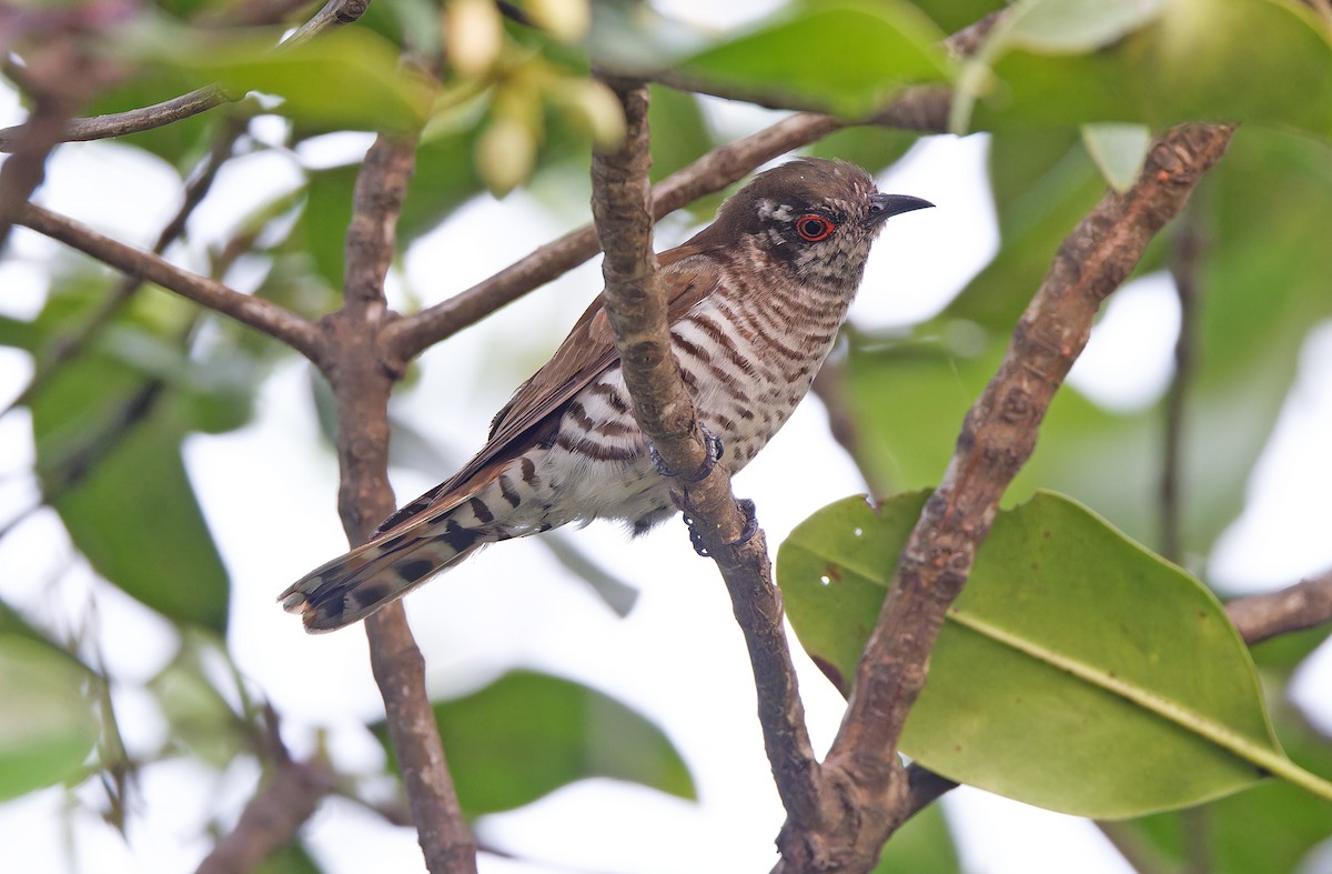 Little Bronze-Cuckoo (Little) - Robert Hutchinson