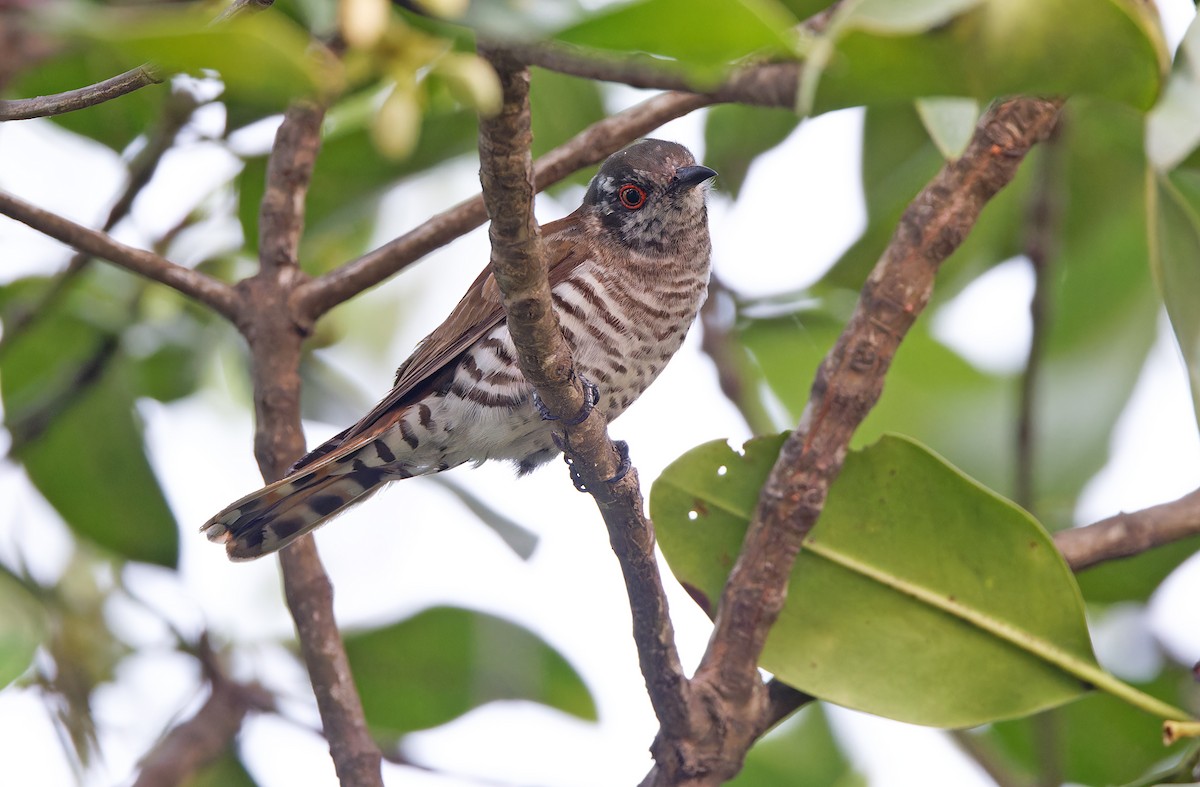 Little Bronze-Cuckoo (Little) - Robert Hutchinson