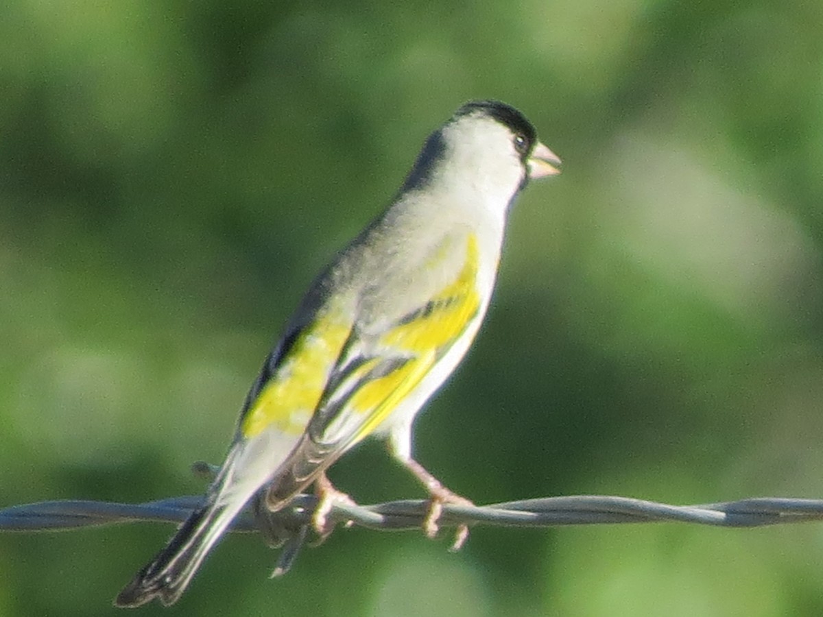 Lawrence's Goldfinch - ML618702984