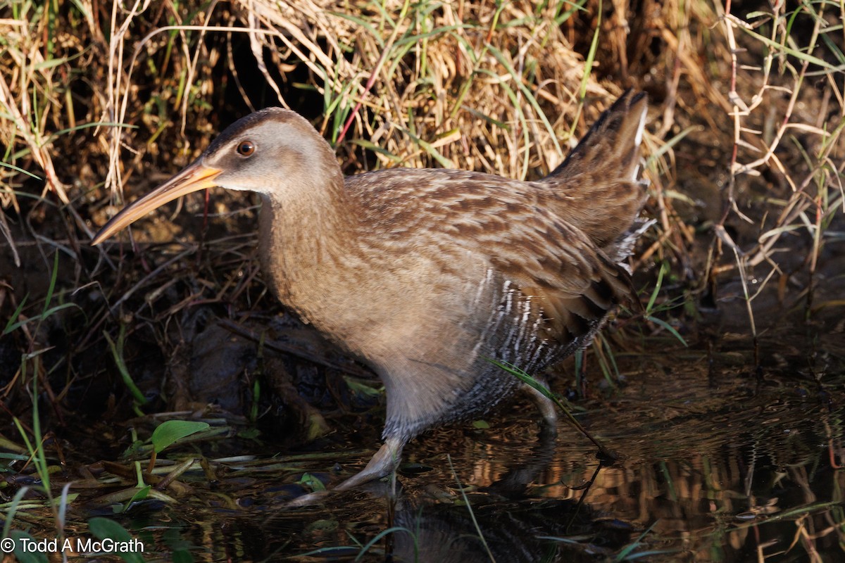 Clapper Rail - Todd McGrath