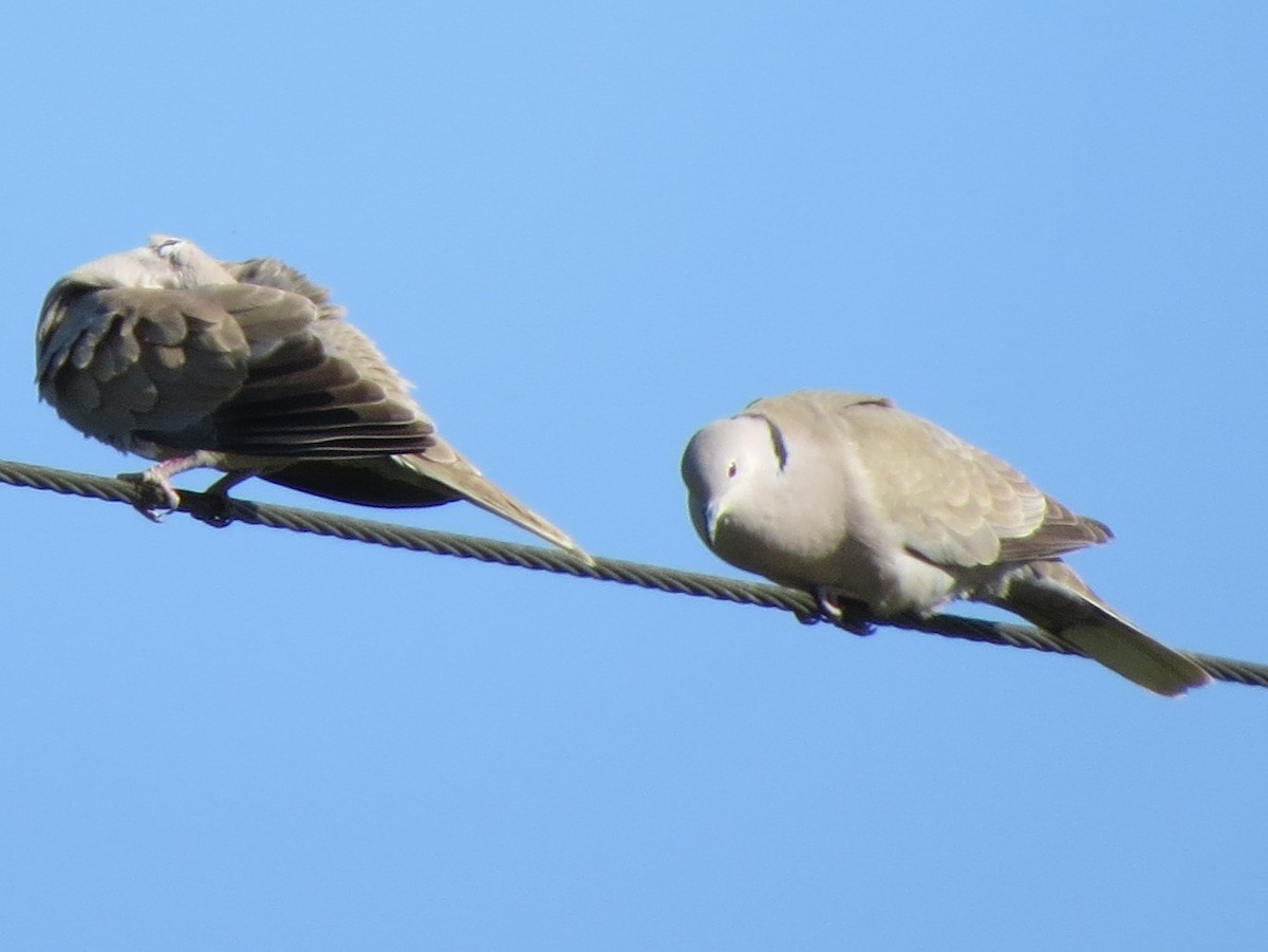 Eurasian Collared-Dove - ML618702997