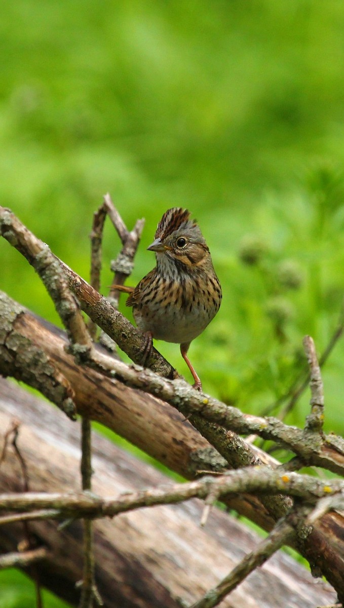 Lincoln's Sparrow - ML618703013