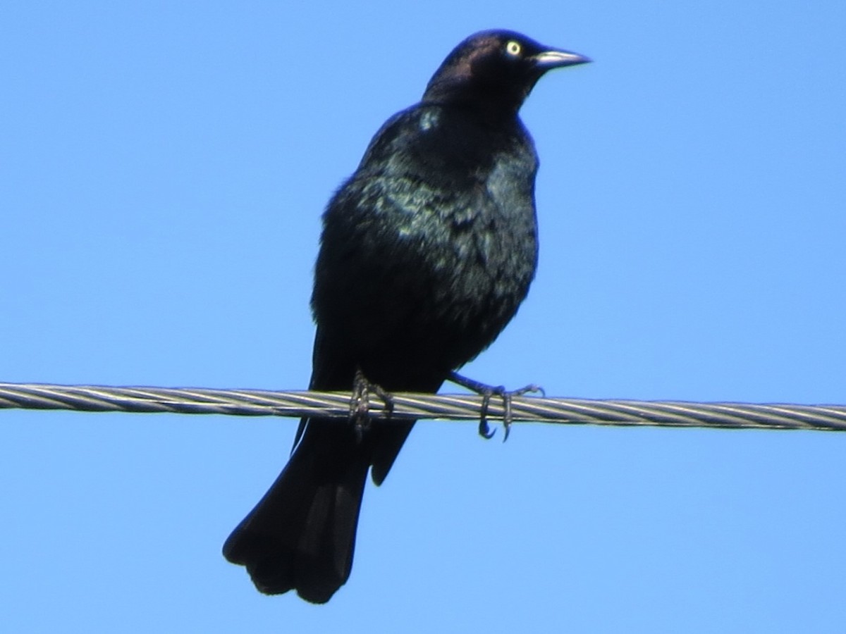 Brewer's Blackbird - ML618703019