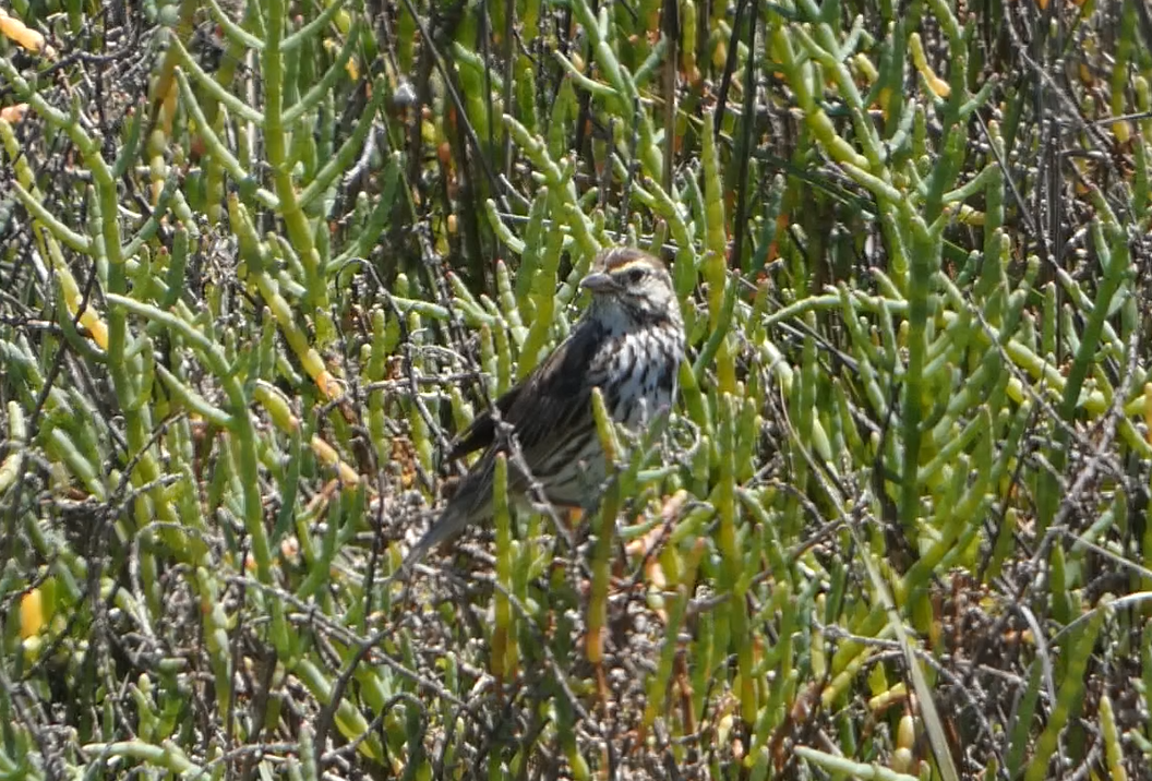 Savannah Sparrow - ML618703026