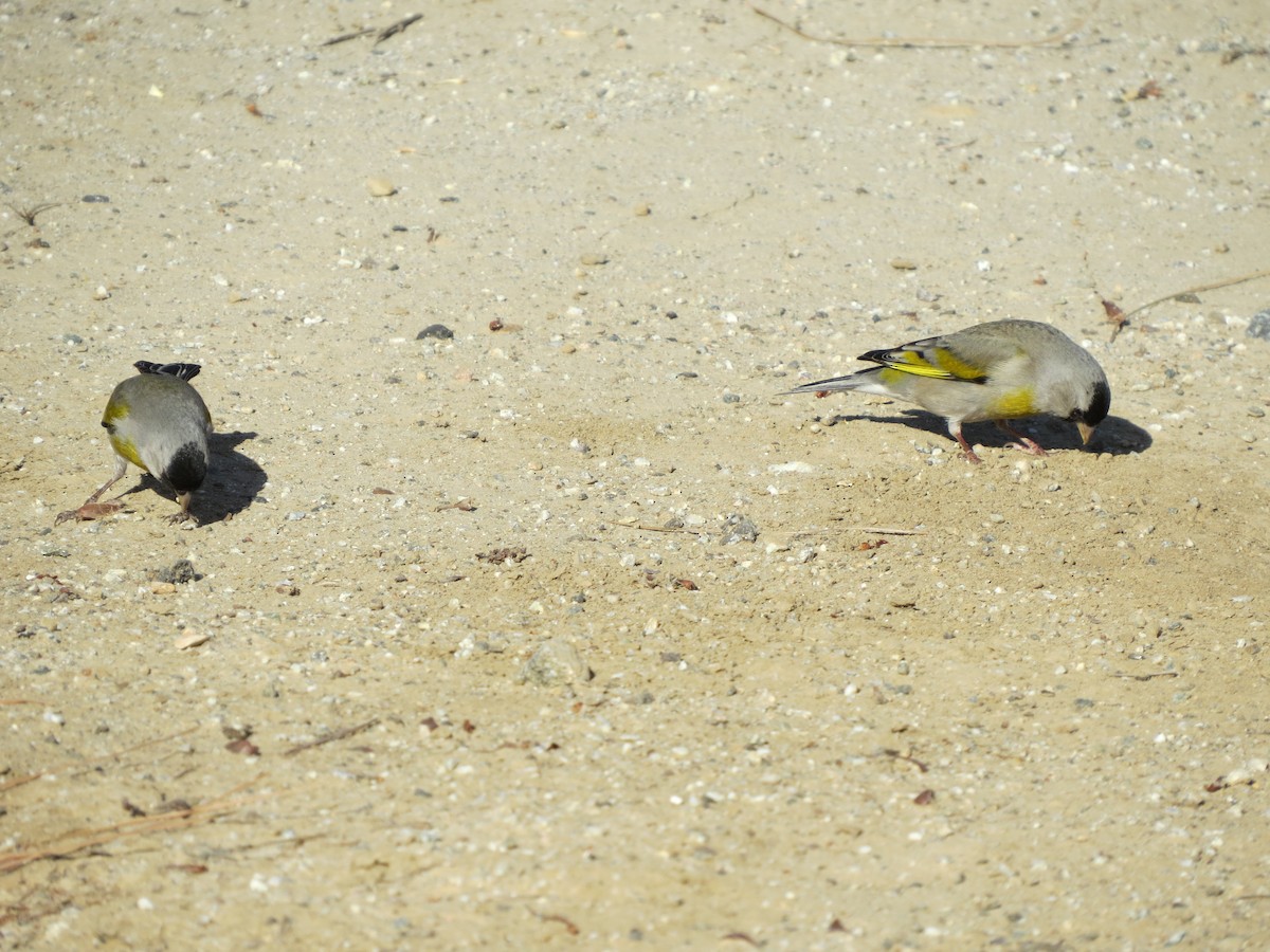 Lawrence's Goldfinch - ML618703032