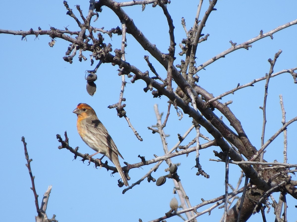 House Finch - ML618703038