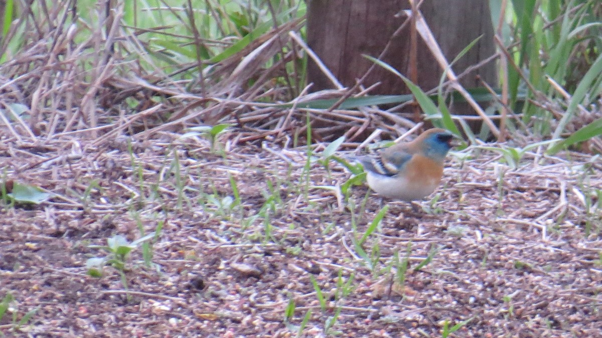 papežík lazurový - ML618703040