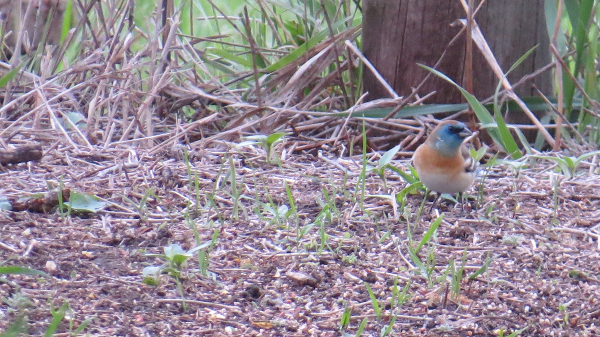 papežík lazurový - ML618703041