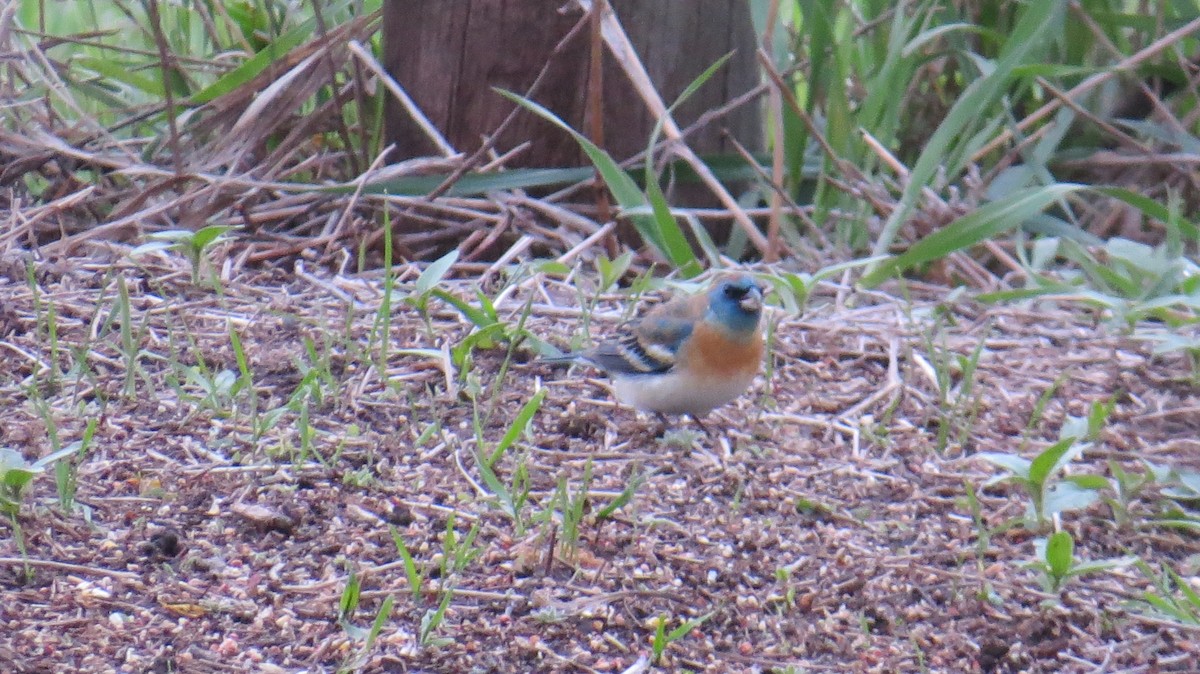 papežík lazurový - ML618703042