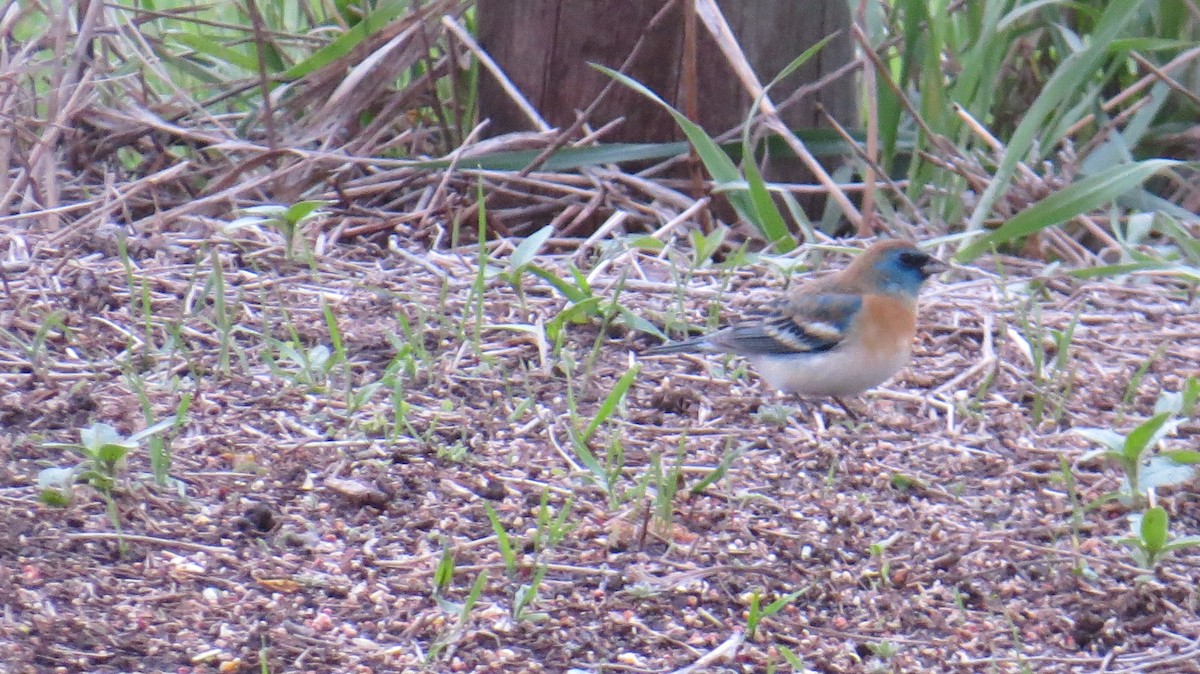 papežík lazurový - ML618703043