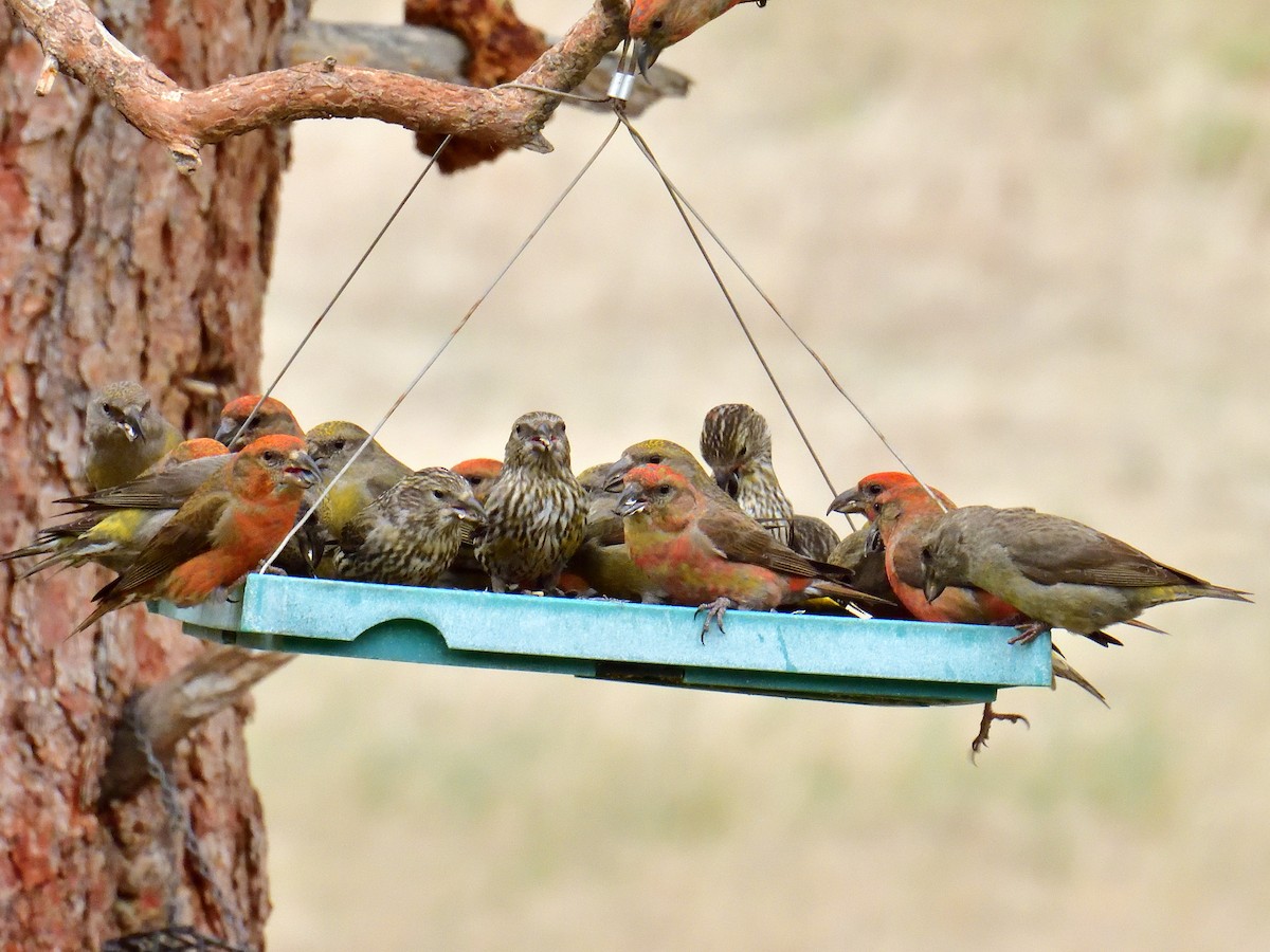 Red Crossbill - ML618703045