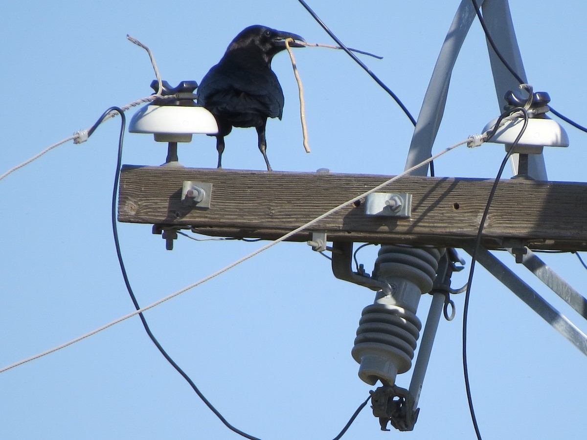 American Crow - ML618703050