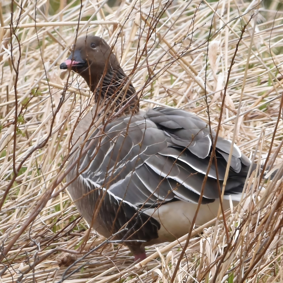 Pink-footed Goose - ML618703051