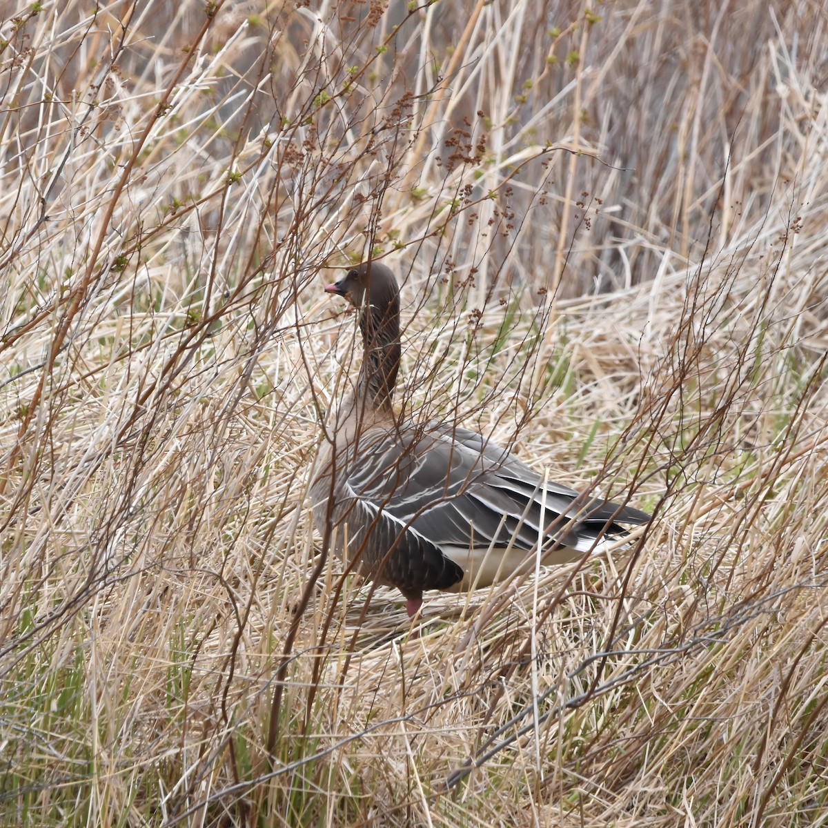 Pink-footed Goose - ML618703053