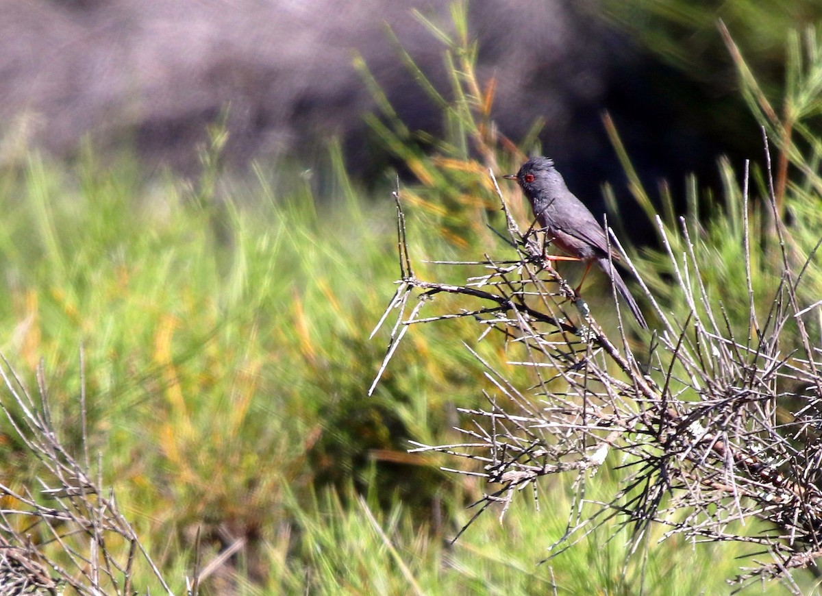 Dartford Warbler - ML618703058