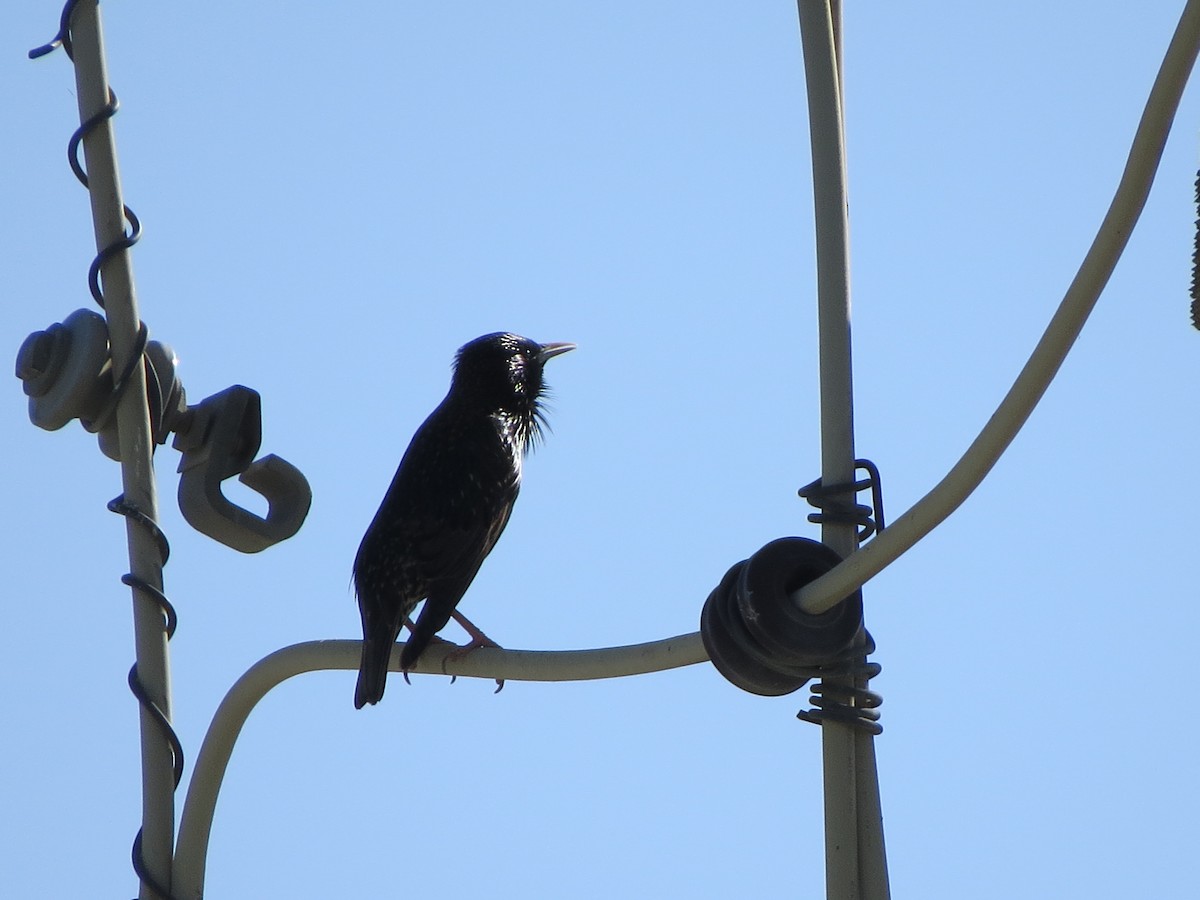 European Starling - ML618703090