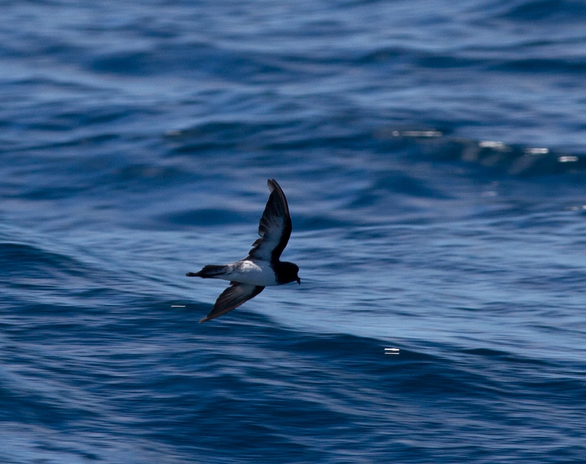 Gray-backed Storm-Petrel - ML618703109