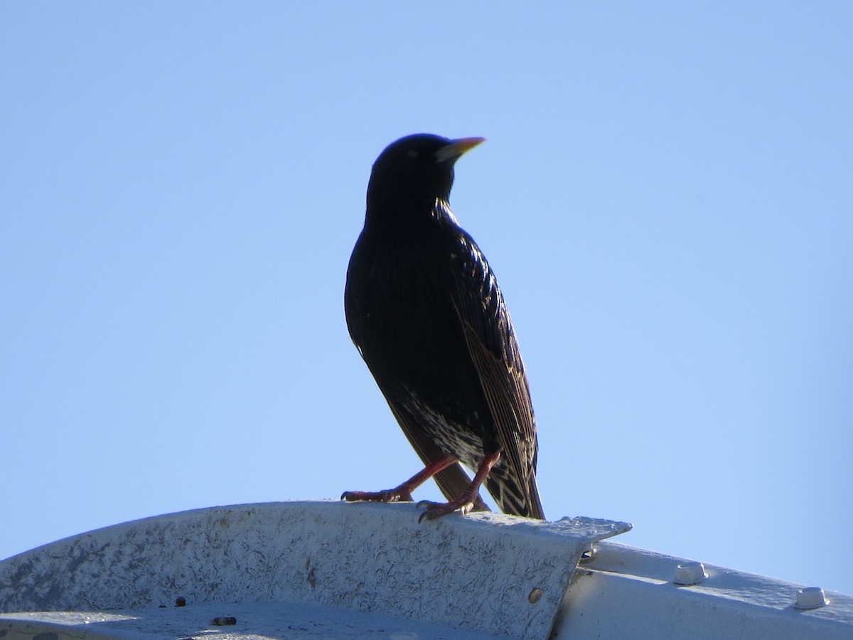 European Starling - ML618703115