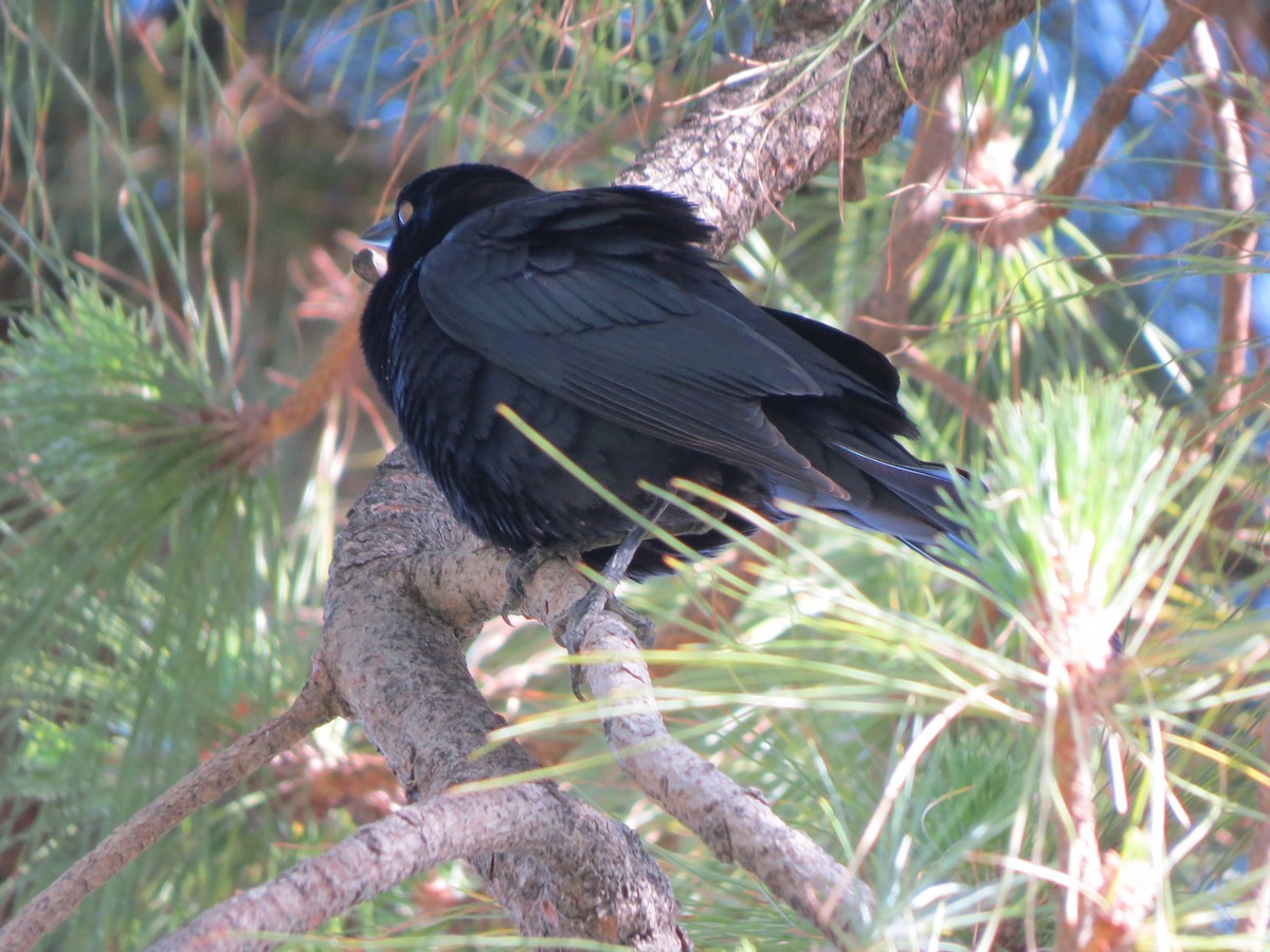 Brewer's Blackbird - ML618703127