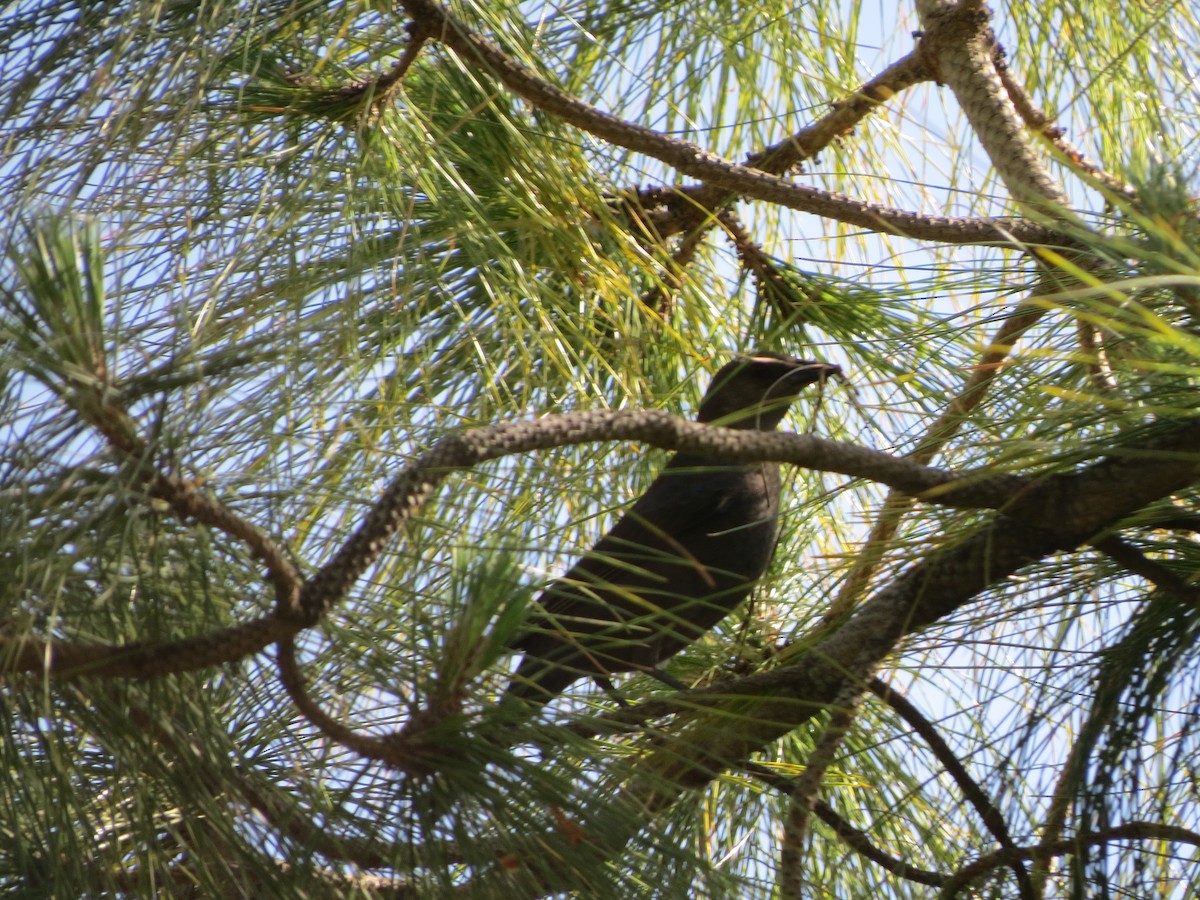Brewer's Blackbird - ML618703134