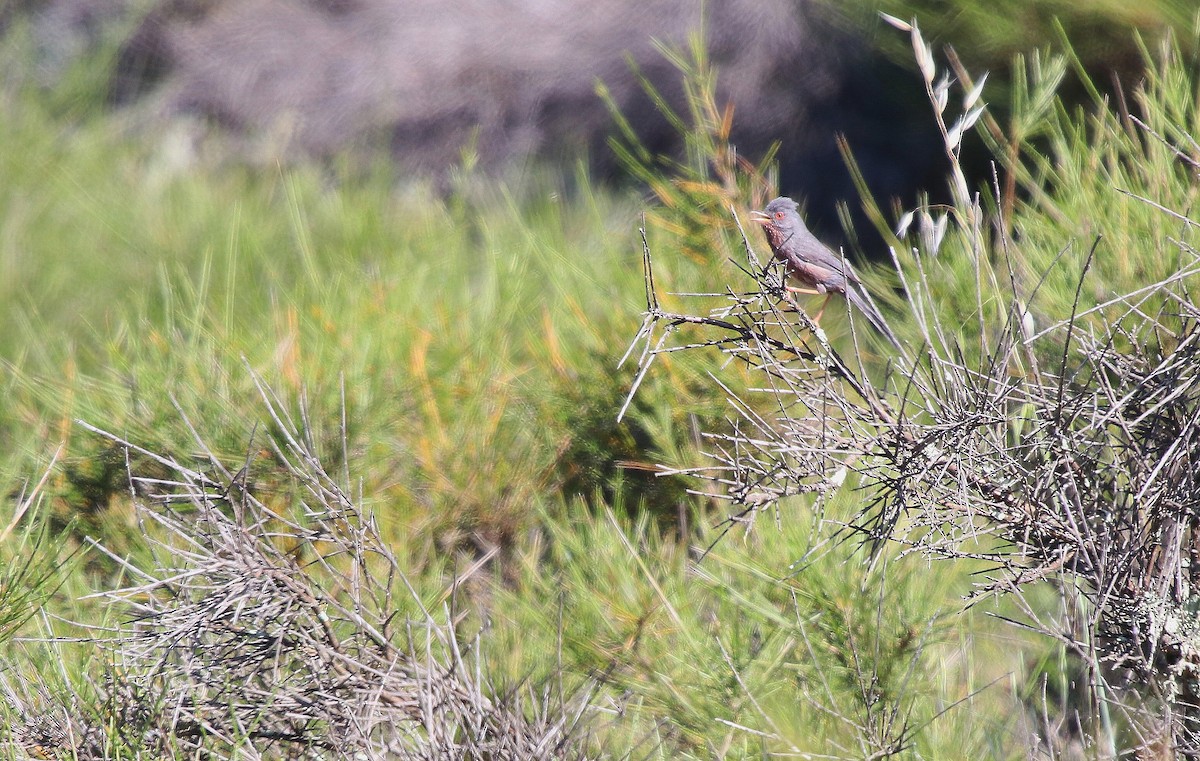 Dartford Warbler - ML618703147