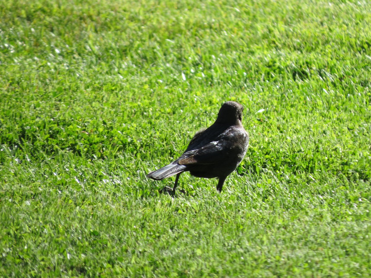 Brewer's Blackbird - ML618703182