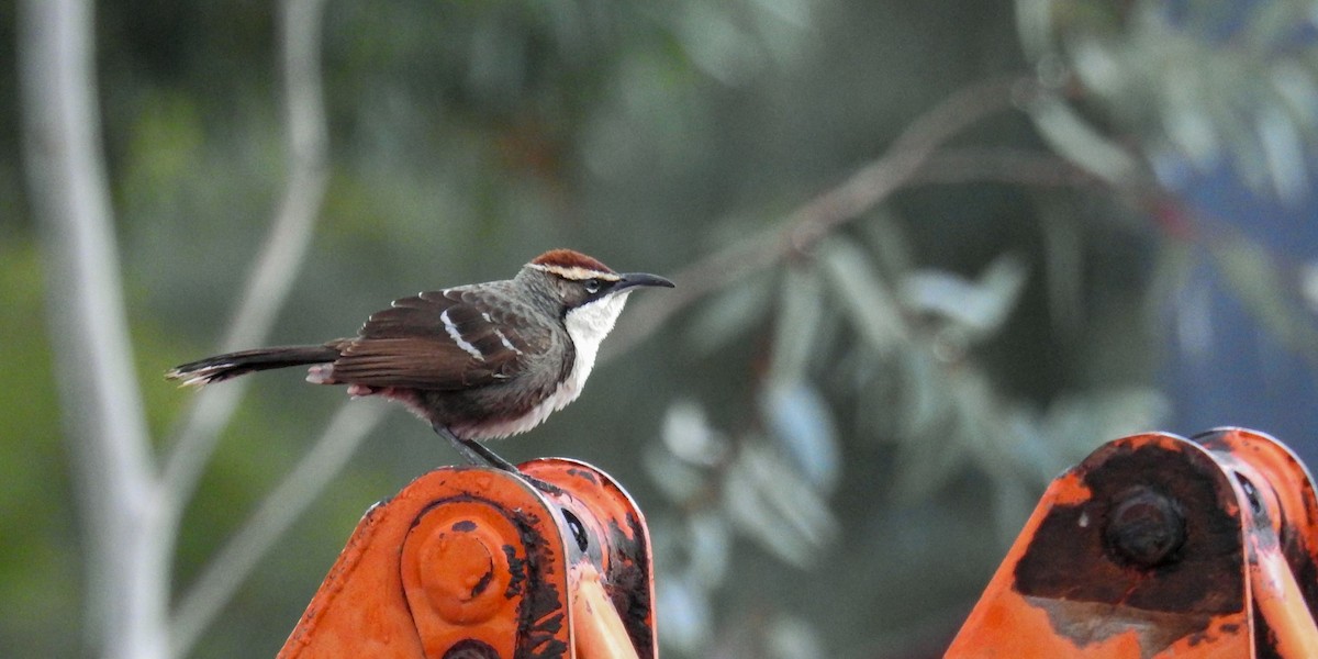 Chestnut-crowned Babbler - ML618703184