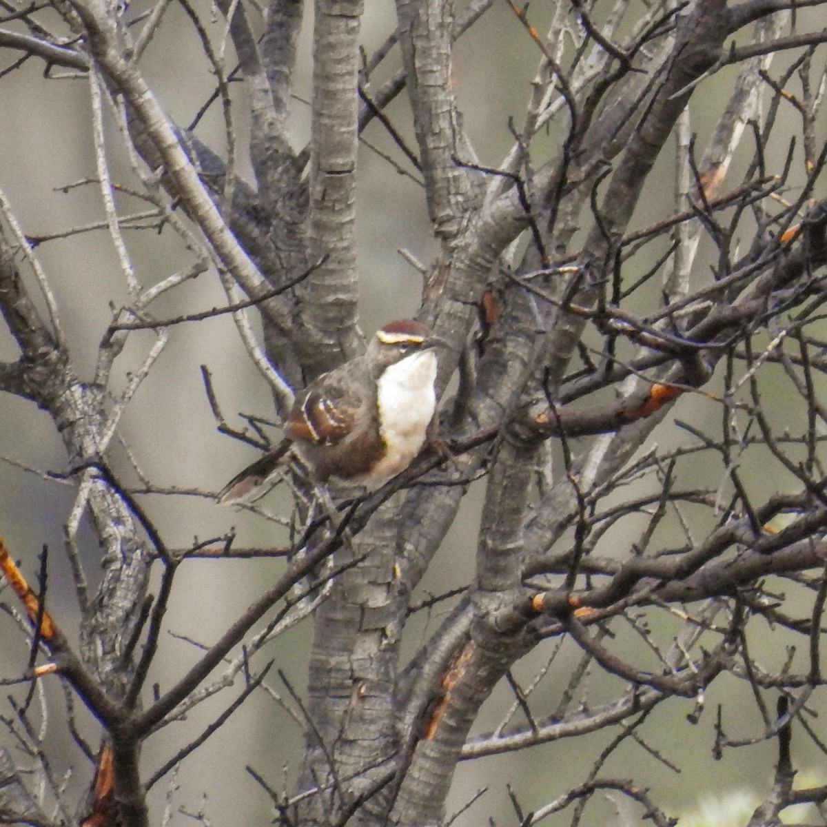 Chestnut-crowned Babbler - ML618703185