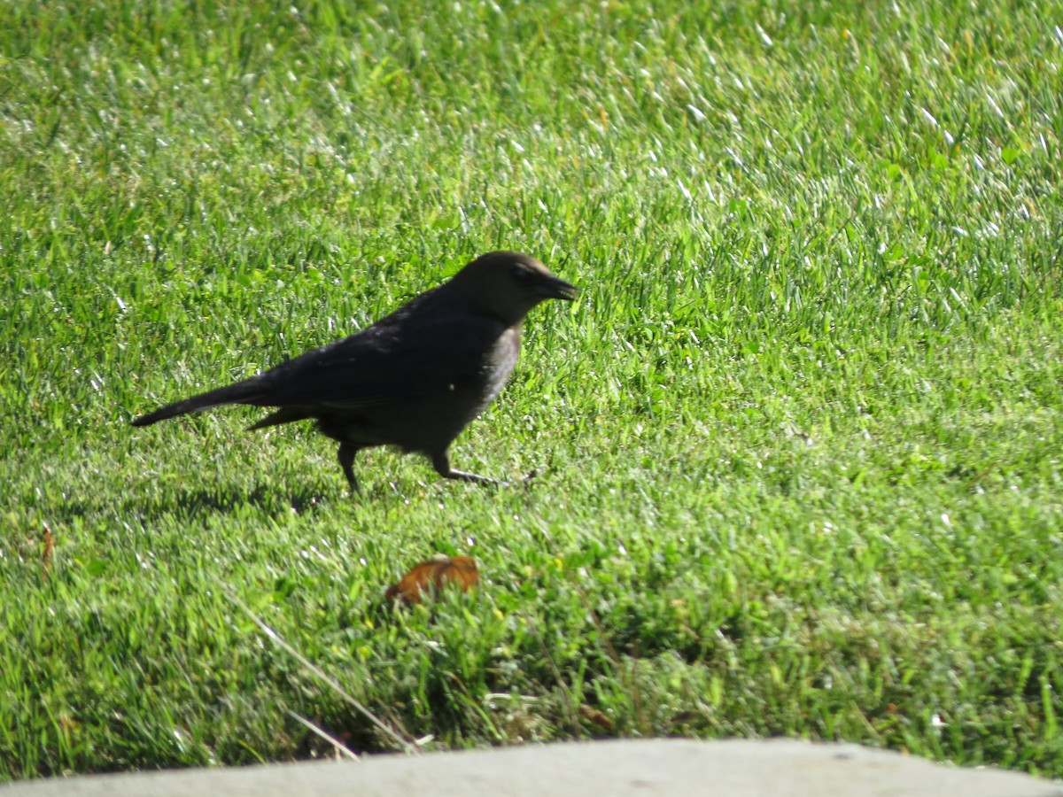 Brewer's Blackbird - ML618703189