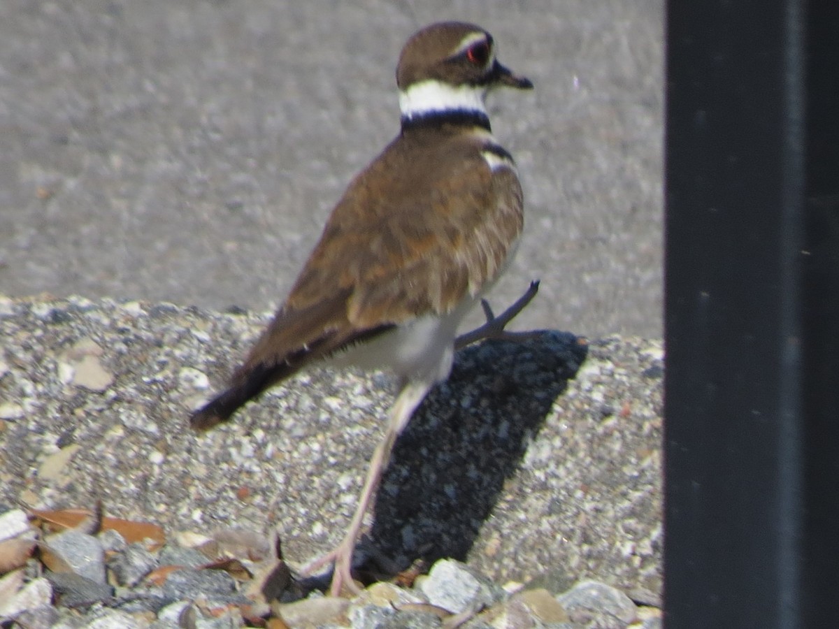 Killdeer - ML618703219