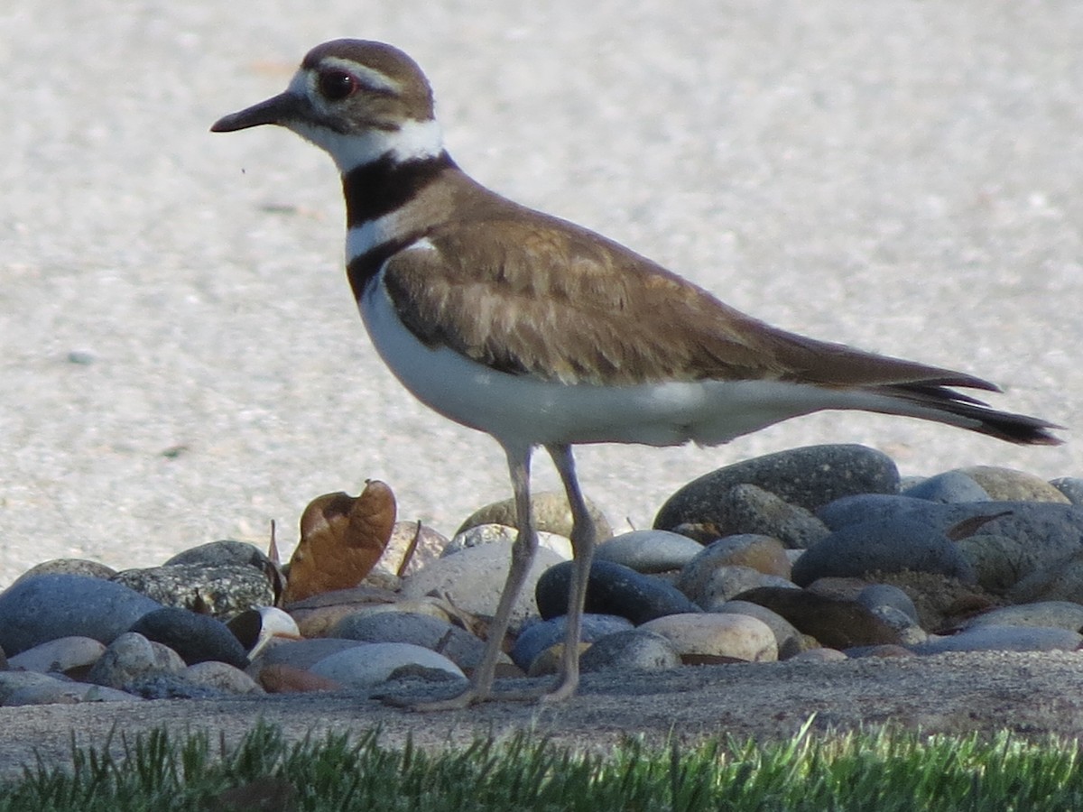 Killdeer - GLORIA GWYNNE