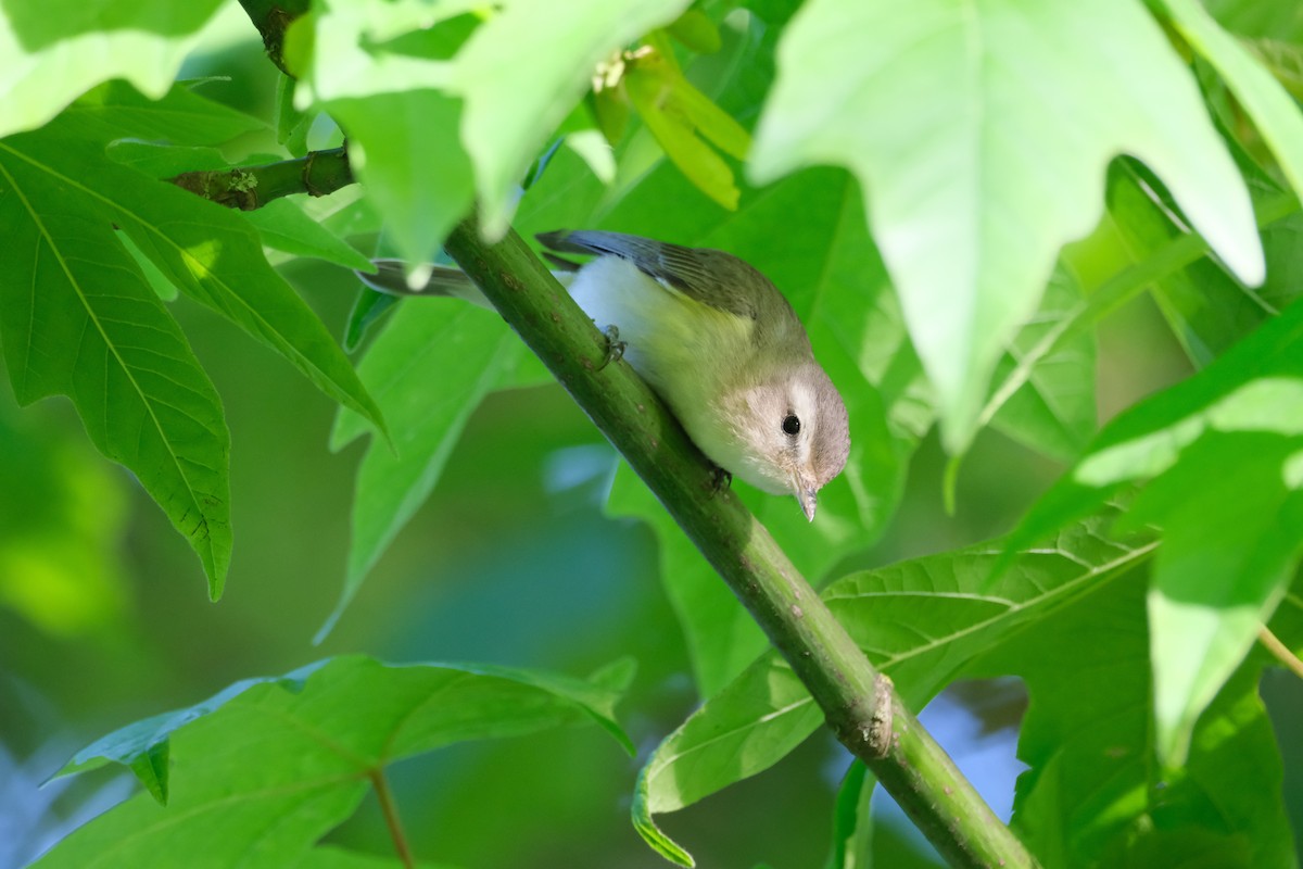 Warbling Vireo - Destiny Greig