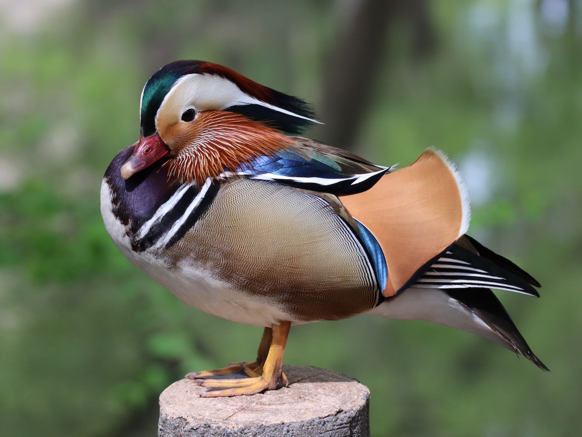 Mandarin Duck - ML618703247