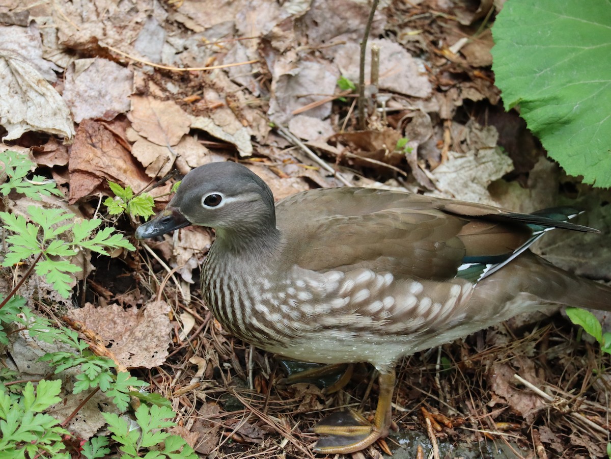 Mandarin Duck - ML618703251