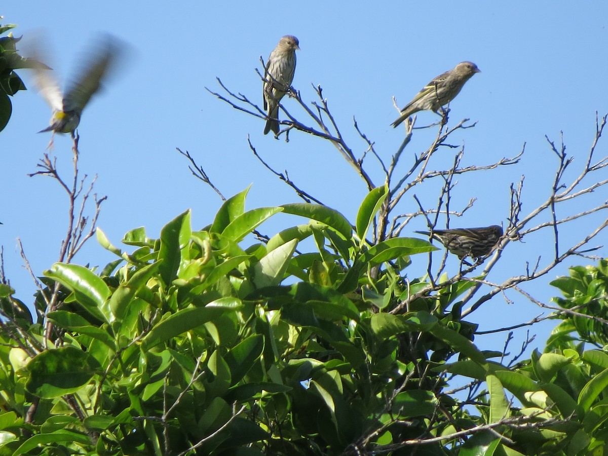 Pine Siskin - GLORIA GWYNNE