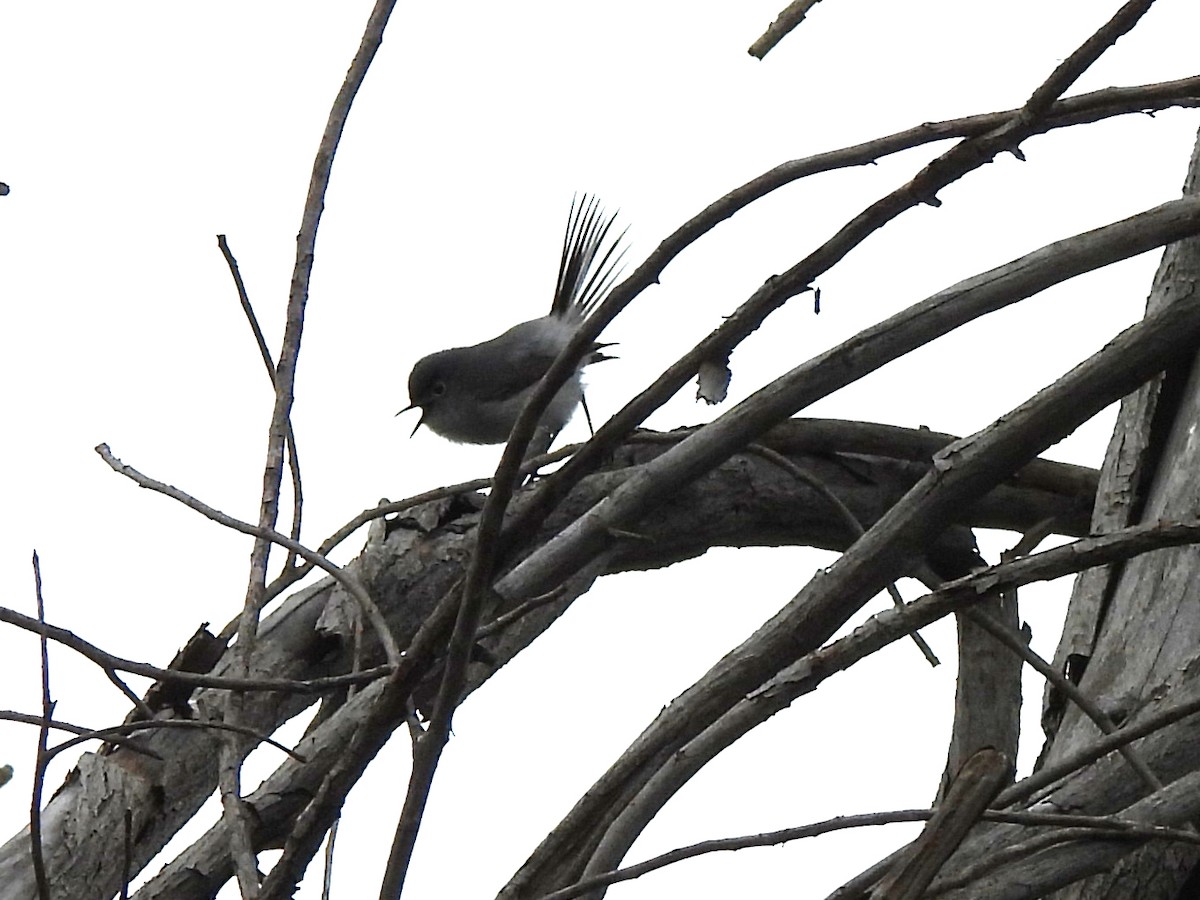 Blue-gray Gnatcatcher - Kiandra Mitchell