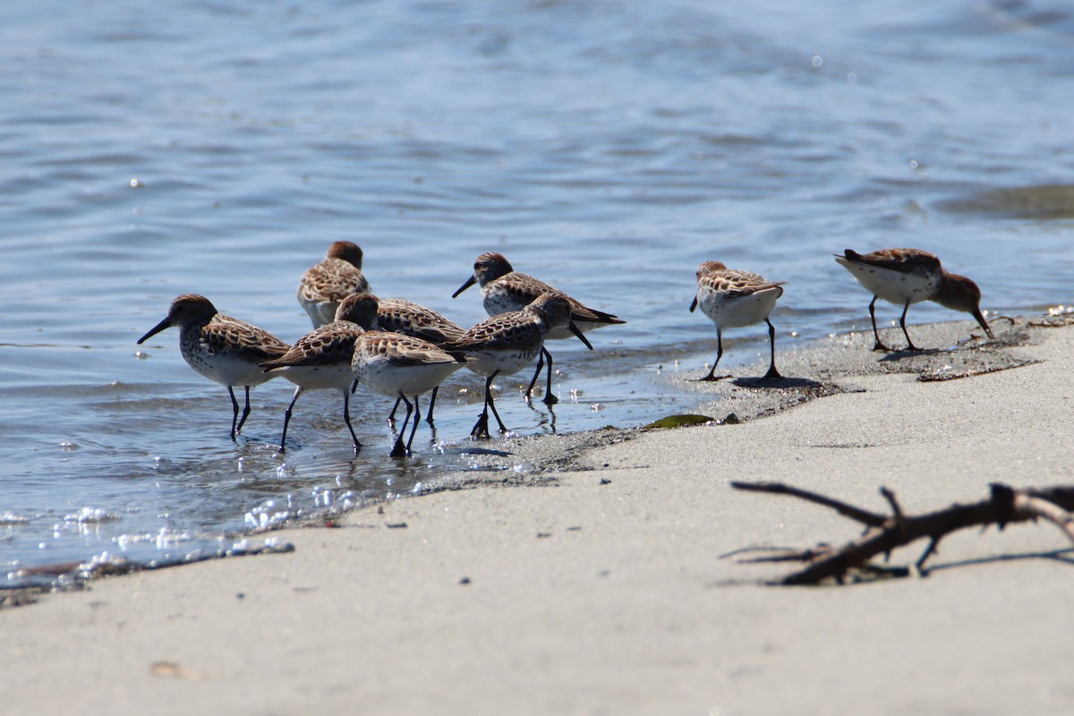 Bergstrandläufer - ML618703292