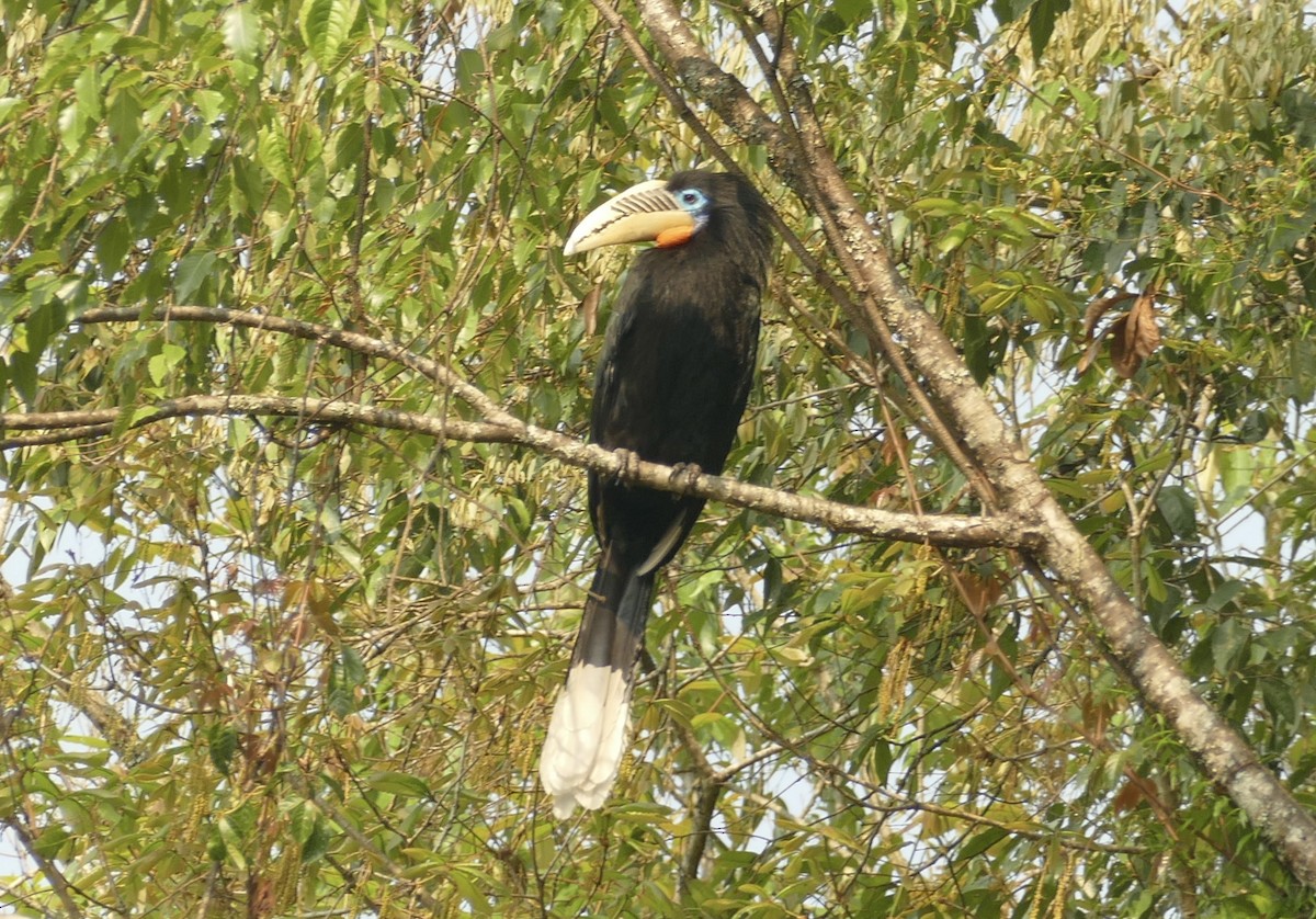 Rufous-necked Hornbill - Jean-Paul Boerekamps