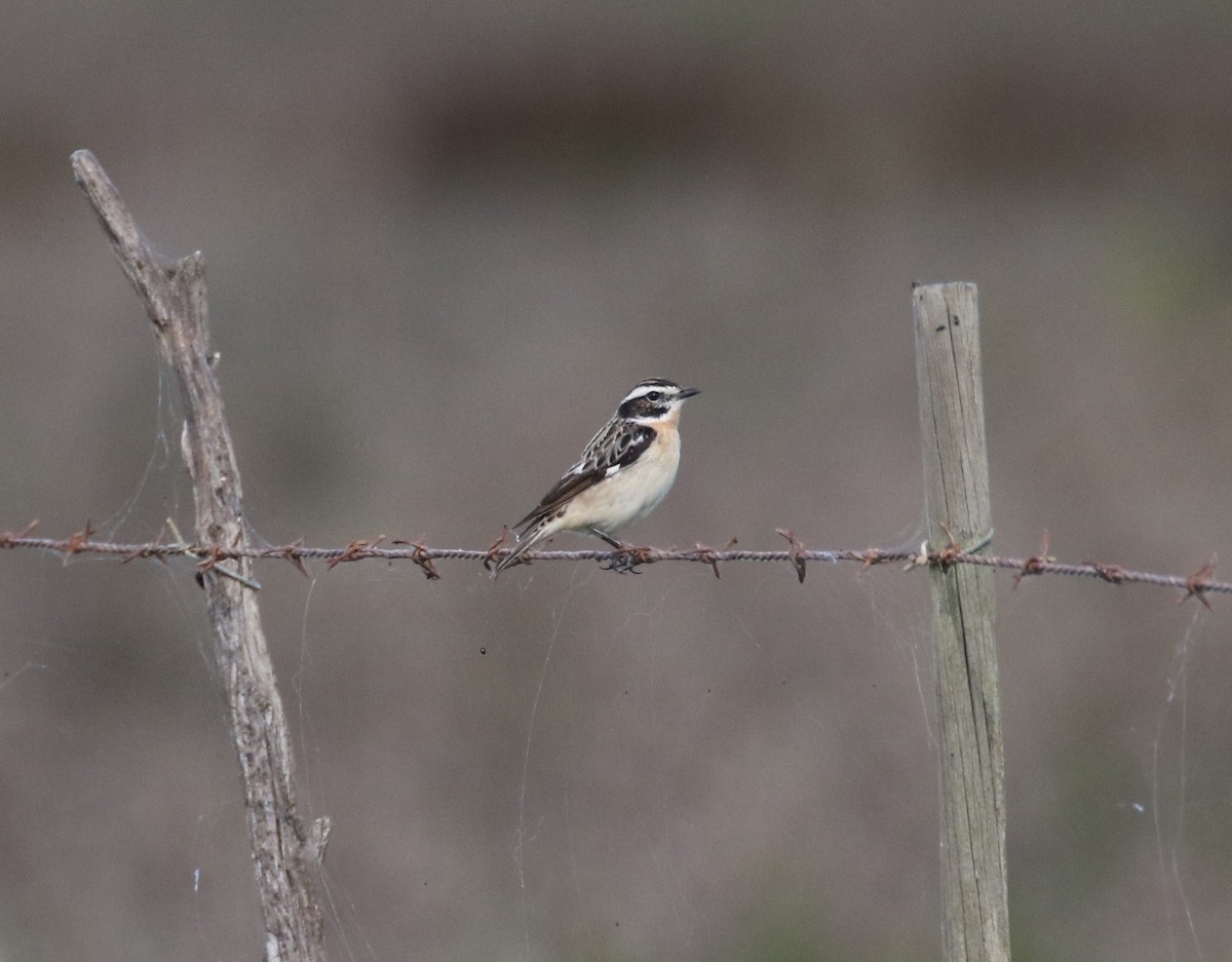 Whinchat - ML618703339