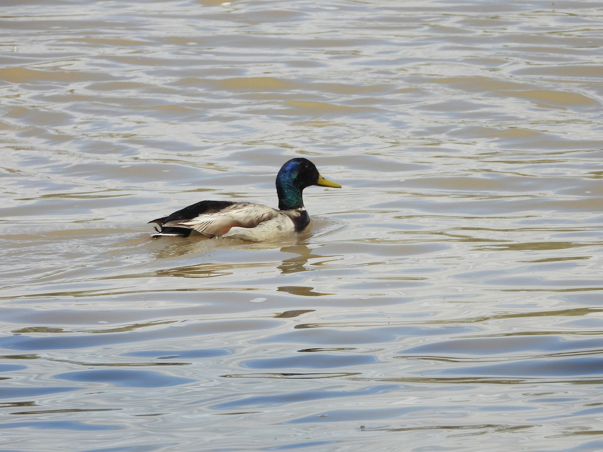 Canard colvert - ML618703343