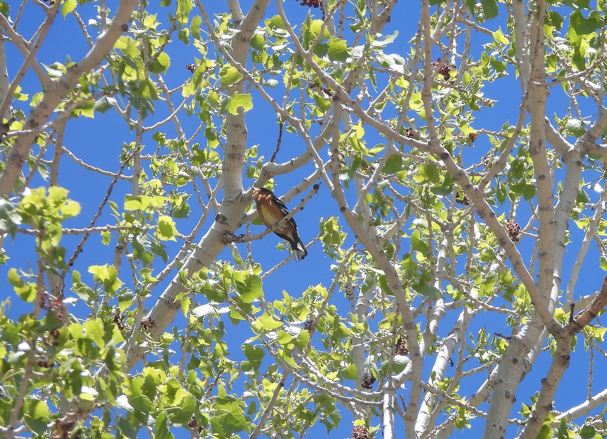 Black-headed Grosbeak - ML618703355