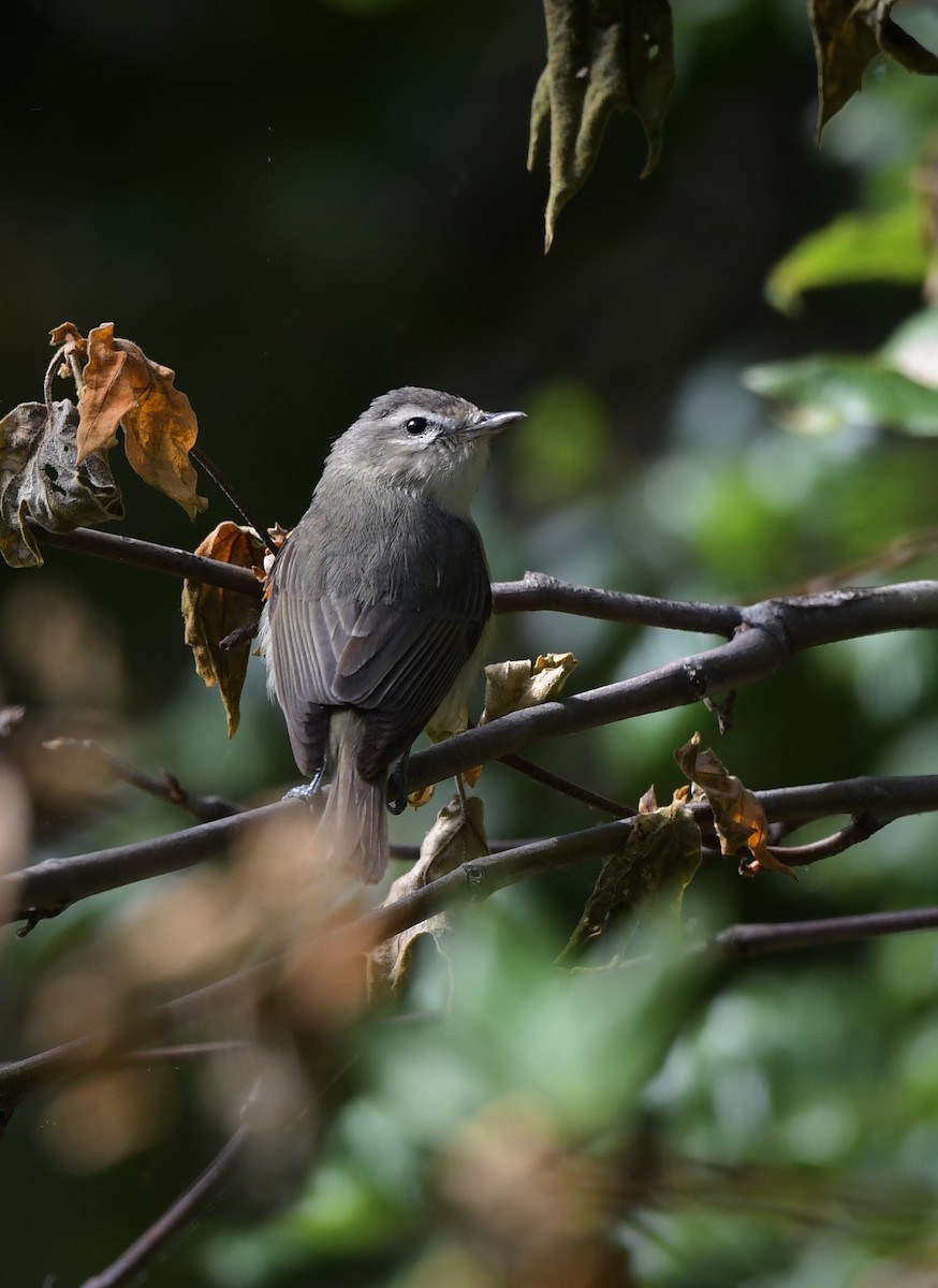 Warbling Vireo - ML618703360