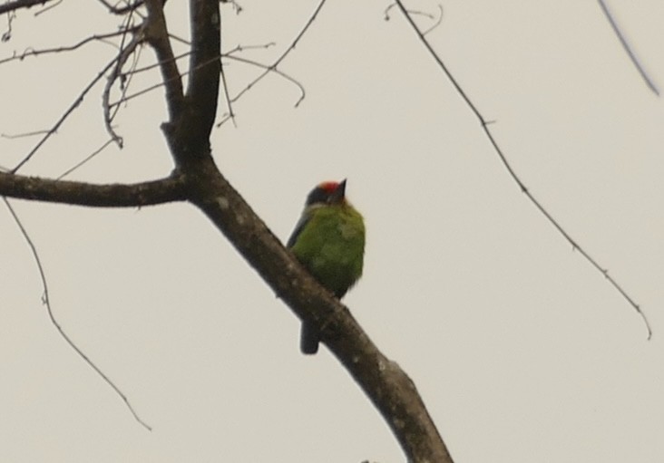 Golden-throated Barbet - Jean-Paul Boerekamps