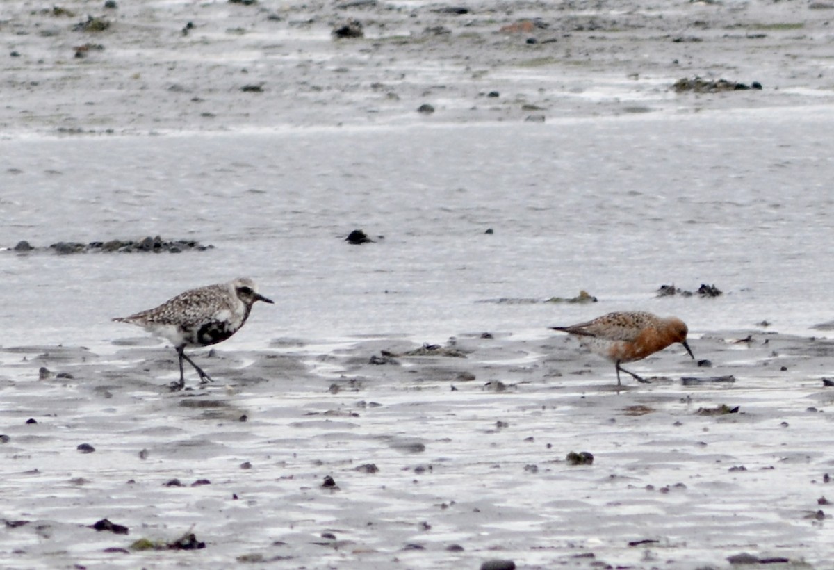 Red Knot - ML618703418