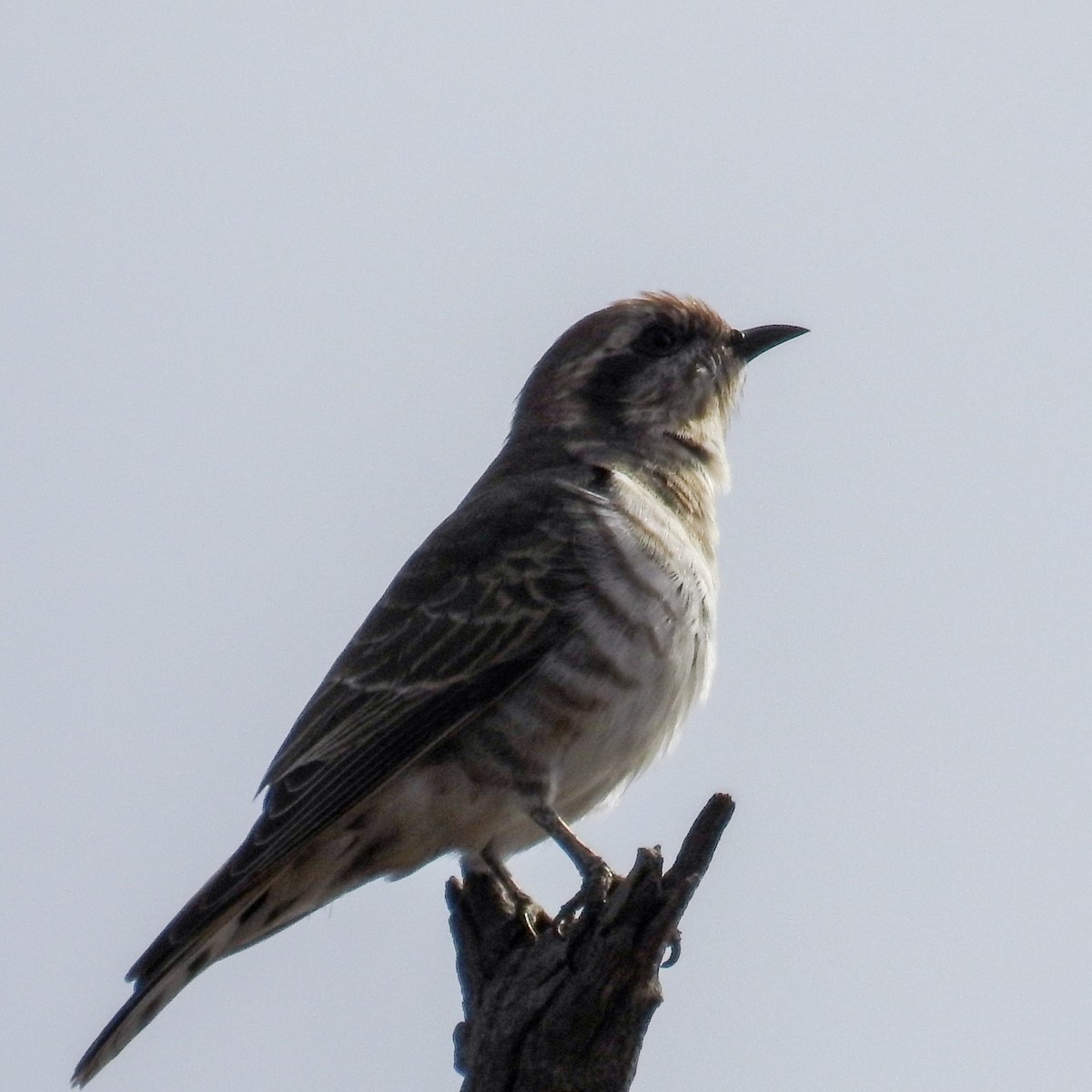 Horsfield's Bronze-Cuckoo - Trevor Ross