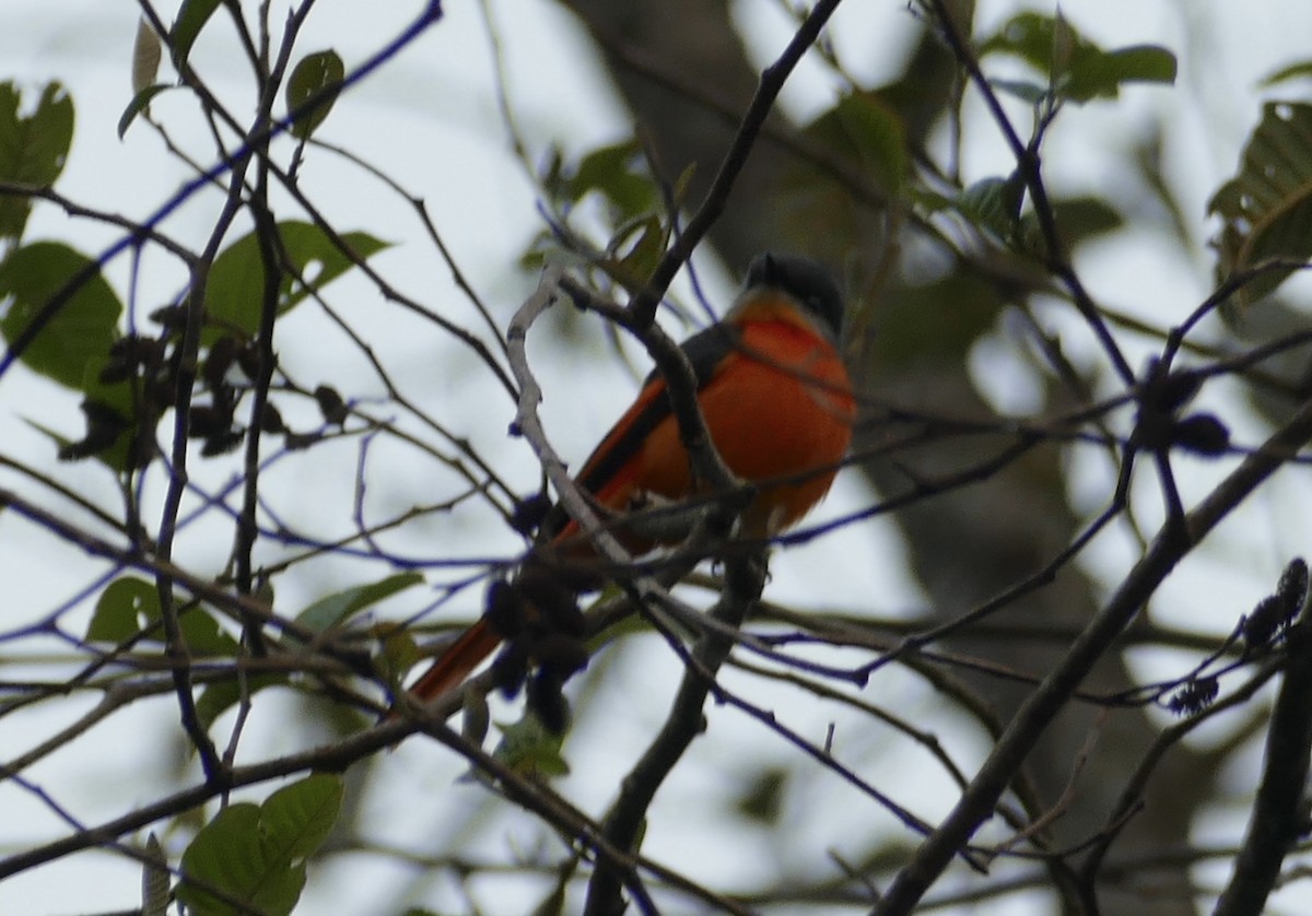 Gray-chinned Minivet - Jean-Paul Boerekamps