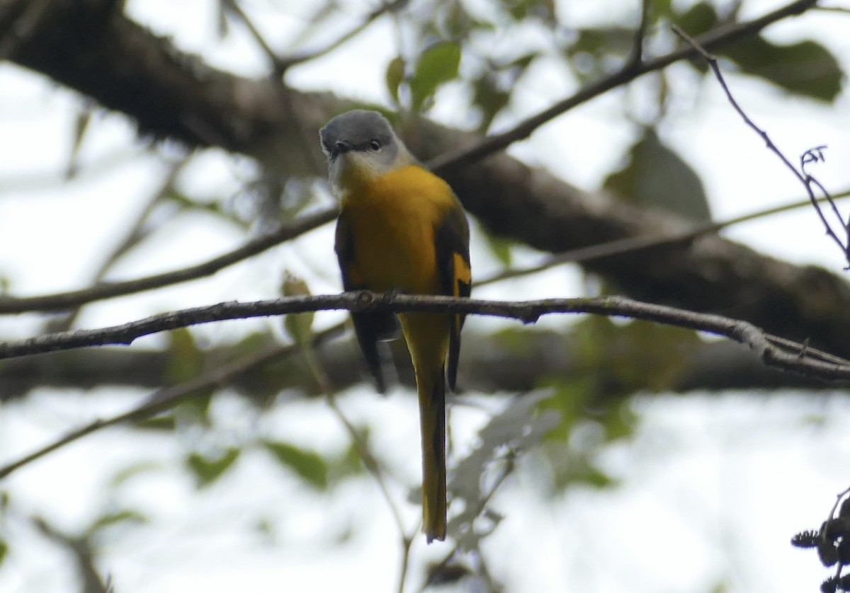 Gray-chinned Minivet - Jean-Paul Boerekamps