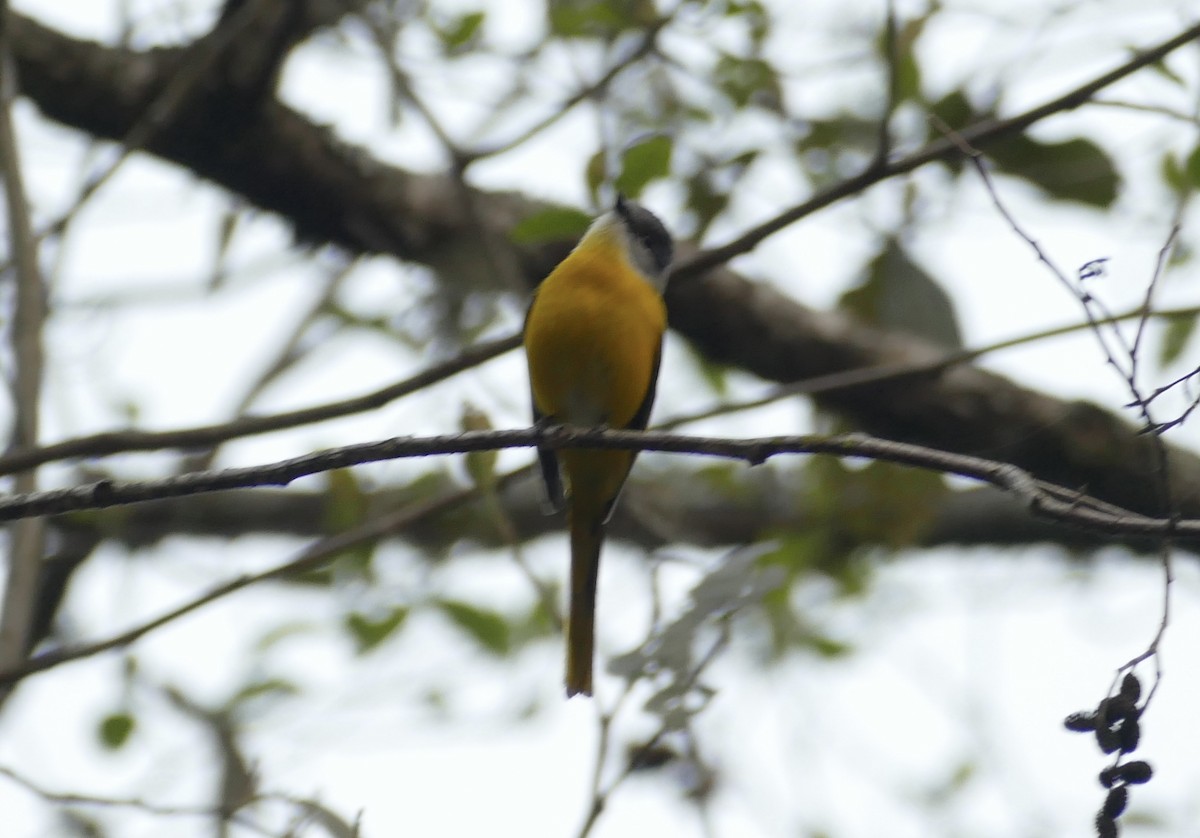 Gray-chinned Minivet - Jean-Paul Boerekamps